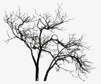 Tree Branch Fecal Incontinence Feces - Branches Of Tree Png, Transparent Png, Free Download
