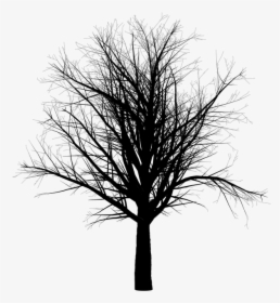 Branches Of Trees, Forest - Halloween Transparent Tree, HD Png Download, Free Download