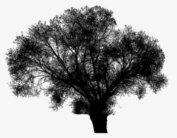 Tree, Branches, Silhouette, Landscape, Nature, Green - Erwarte Nichts Von Anderen Was Du Selbst, HD Png Download, Free Download