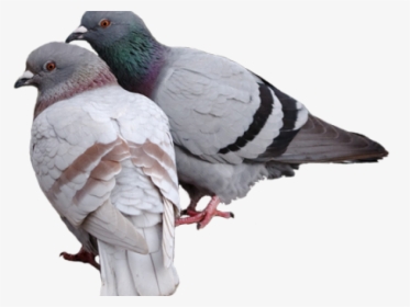 Pigeon Png Transparent Images - Pigeons Png, Png Download, Free Download