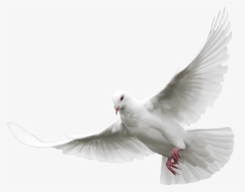 Pigeon Png Transparent Images - Transparent Background Dove Png, Png Download, Free Download