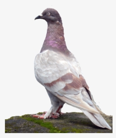 Rock Dove Stock Dove Columbidae Common Wood Pigeon - Paruh Merpati Yg Bagus, HD Png Download, Free Download