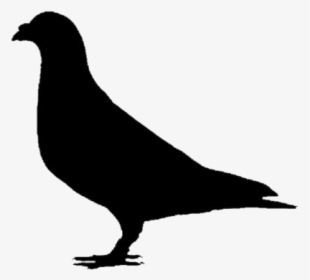 Pigeon Png Transparent Images - Rock Dove, Png Download, Free Download