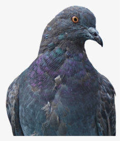 Transparent Pigeons Png - Gołąb Png, Png Download, Free Download