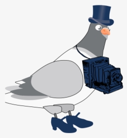 Transparent Pigeon Clipart - Pigeon Cartoon Png, Png Download, Free Download