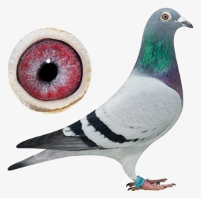 Top Pigeon - Henk De Weerd Pigeons, HD Png Download, Free Download