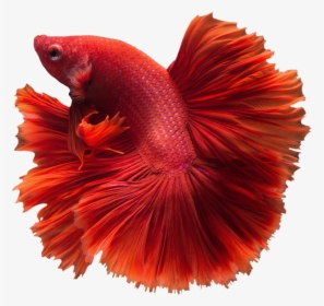 Clip Art Dumbo Halfmoon Betta - Siamese Fighting Fish Png, Transparent Png, Free Download