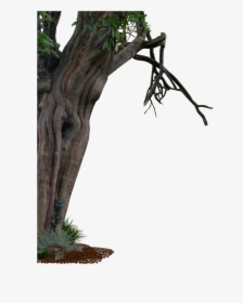 Tree Transparent Branch Trunk Free Frame Clipart - Old Trees Png, Png Download, Free Download
