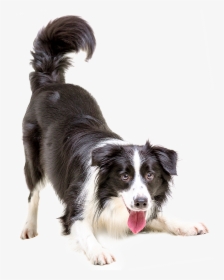 Border Collie Puppy Cat Pet Veterinarian - Border Collie Transparent Background, HD Png Download, Free Download