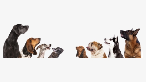 Dogs Png, Transparent Png, Free Download
