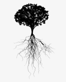 Tree And Roots Png - Tree With Roots Png, Transparent Png, Free Download