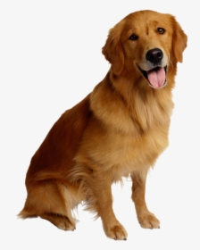 Dog Cat Pet Backup Camera - Golden Retriever Dog Transparent Background, HD Png Download, Free Download