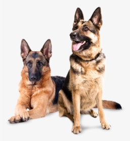 Transparent Perritos Png - Dog Image Hd Png, Png Download, Free Download