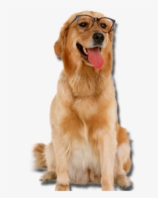 Golden Retriever With Glasses Dogs Png - Golden Retriever Transparent Png, Png Download, Free Download
