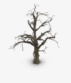Spooky Tree Png Pic - Beech, Transparent Png, Free Download