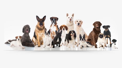 Group Of Dog Png, Transparent Png, Free Download