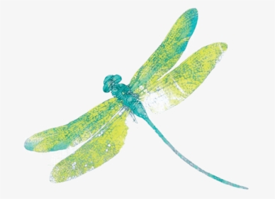 Dragonfly Png Free Download - Transparent Background Dragonflies Png, Png Download, Free Download