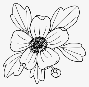 Flower Outline Images - Buttercup Flower Line Drawing, HD Png Download, Free Download