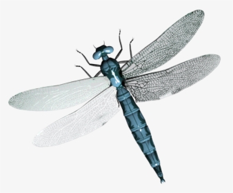 26254 - Transparent Background Dragonfly Transparent, HD Png Download, Free Download