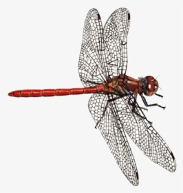 Dragonfly Png Transparent Background - Red Dragonfly Identification Chart, Png Download, Free Download