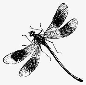 Dragonfly Drawing Black And White, HD Png Download, Free Download