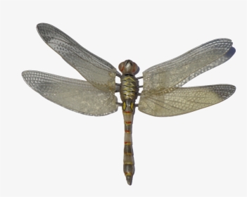 Dragonfly Png Image - Dragonfly Png Hd, Transparent Png, Free Download