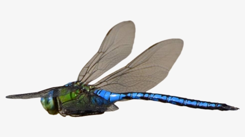 Dragonfly Flying Transparent Background, HD Png Download, Free Download
