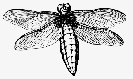Dragonfly 7 Clip Arts - Dragonfly, HD Png Download, Free Download