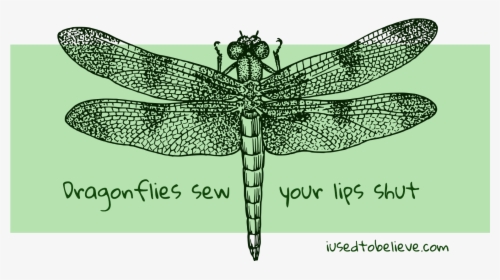 Transparent Dragon Fly Clipart - Dragonfly Black And White, HD Png Download, Free Download