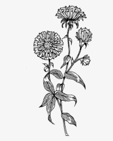 Transparent Aster Clipart - Transparent Flower Line Drawing, HD Png Download, Free Download