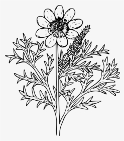 Wildflower Outline Png, Transparent Png, Free Download