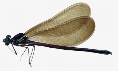 Grab And Download Dragonfly Transparent Png Image - Dragonfly Png, Png Download, Free Download