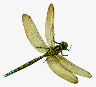 Dragonfly , Png Download - Dragonfly Png Transparent, Png Download, Free Download