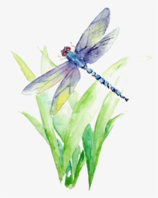 Blue And Purple Dragonfly Illustration Watercolor Painting - Watercolor Dragonfly Png, Transparent Png, Free Download