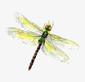 Dragonfly Png Download Image - Dragonfly Drawing, Transparent Png, Free Download