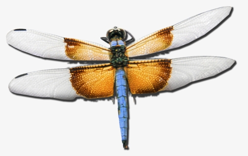 Dragonfly, Skimmer, Bug, Insect, Nature, Flying - Yusufçuk Png, Transparent Png, Free Download