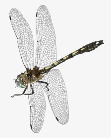 Transparent Dragonfly Png - Dragonfly Insect Png, Png Download, Free Download