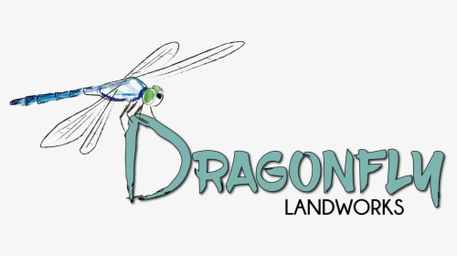 Logo - Dragonflies And Damseflies, HD Png Download, Free Download