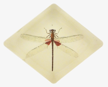 Dragonfly, HD Png Download, Free Download