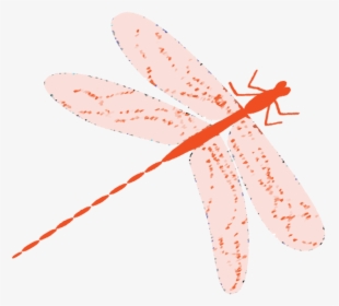 Dragonfly, HD Png Download, Free Download