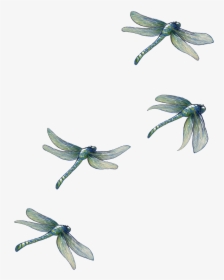 Dragonfly , Png Download - Dragonfly, Transparent Png, Free Download