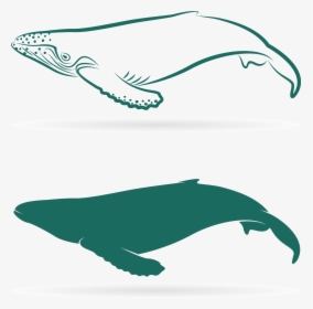 Transparent Sperm Png - Whales, Png Download, Free Download
