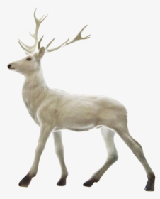 Rudolph Reindeer Santa Claus Christmas - White Deer Transparent Background, HD Png Download, Free Download