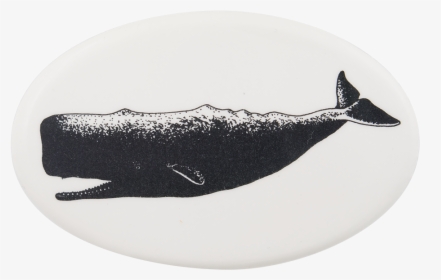 Sperm Whale Art Button Museum - White Sperm Whale Art, HD Png Download, Free Download