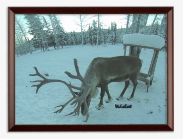 Rudolph Png, Transparent Png, Free Download