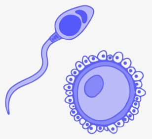 Image Of Blue Germ Cells, Sperm And Ovum - Portable Network Graphics, HD Png Download, Free Download