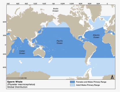 Sperm Whale Distribution Map, HD Png Download, Free Download