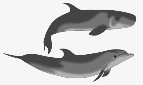 Dolphin And Sperm Whale, HD Png Download, Free Download