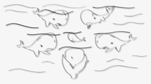 Educational Sperm Whale Dvd - Line Art, HD Png Download, Free Download