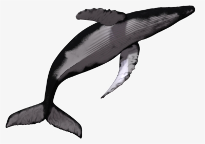 Sperm Killer Transprent Download - Whale Jumping Transparent Background, HD Png Download, Free Download